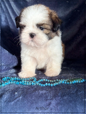 Les chiots de Shih Tzu