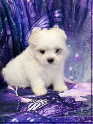 Les chiots de Bichon maltais