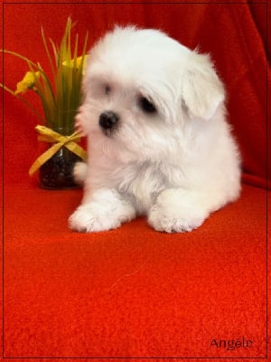 Les chiots de Bichon maltais