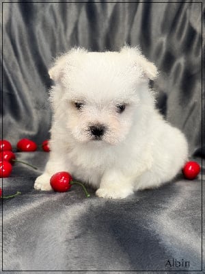 Les chiots de Bichon maltais