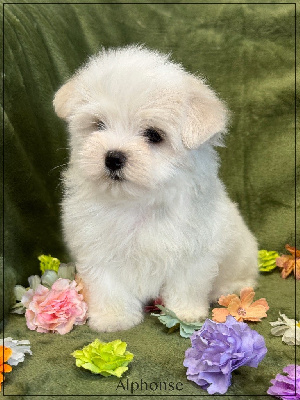 Les chiots de Bichon maltais