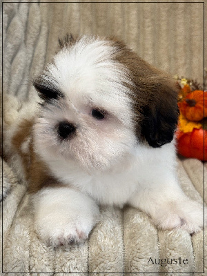 Les chiots de Shih Tzu