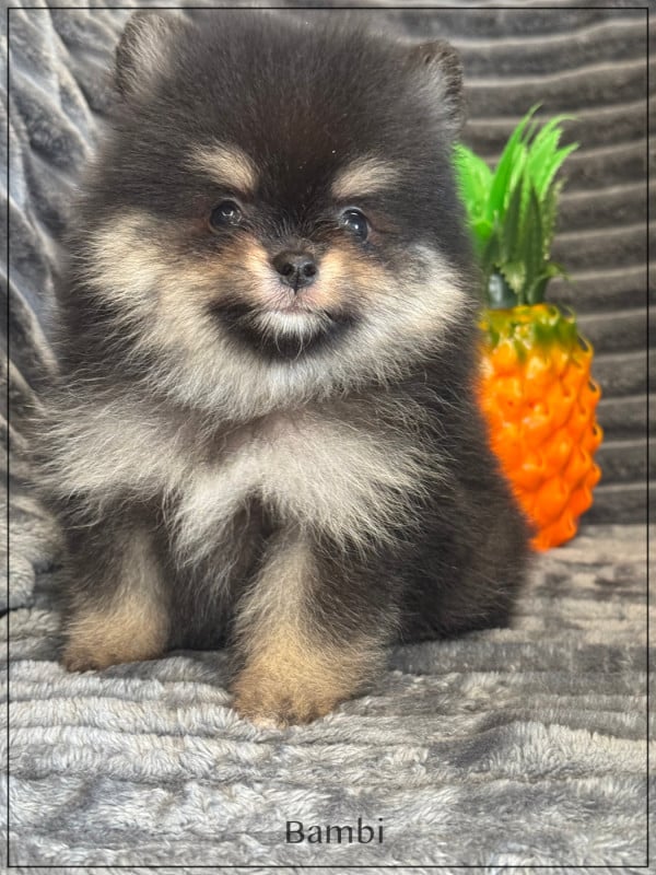 Spitz allemand - of Kieu Temple