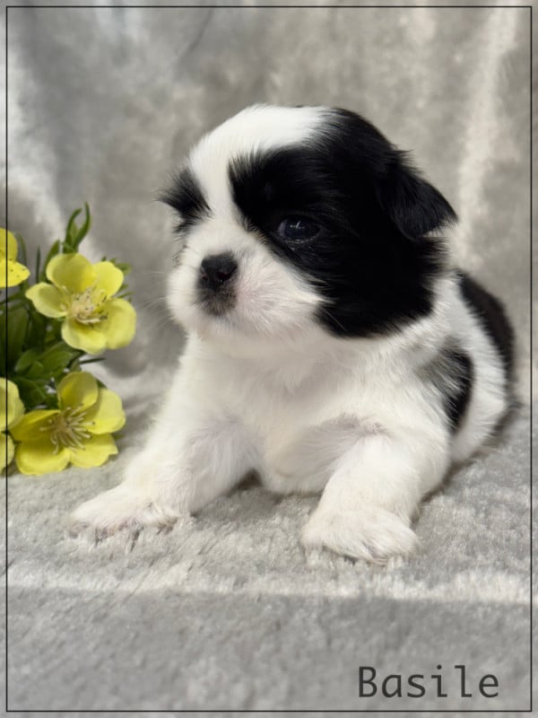 Shih Tzu - of Kieu Temple