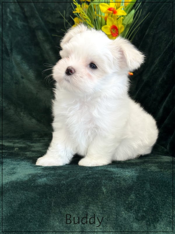 Bichon maltais - of Kieu Temple