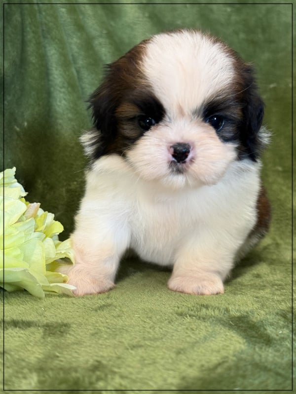 Shih Tzu - of Kieu Temple