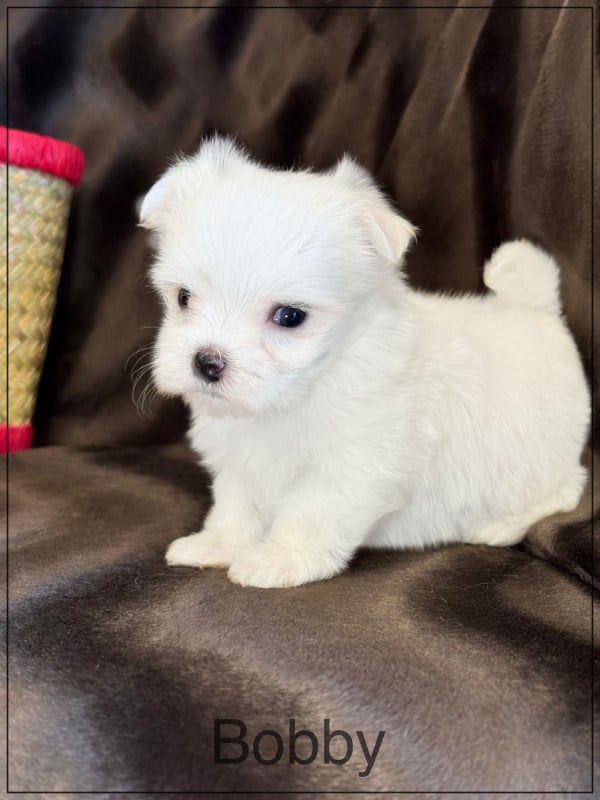 Bichon maltais - of Kieu Temple