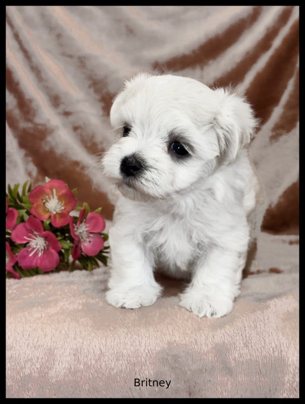 Bichon maltais - of Kieu Temple