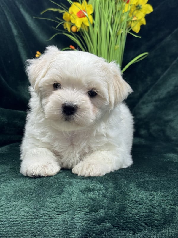 Bichon maltais - of Kieu Temple