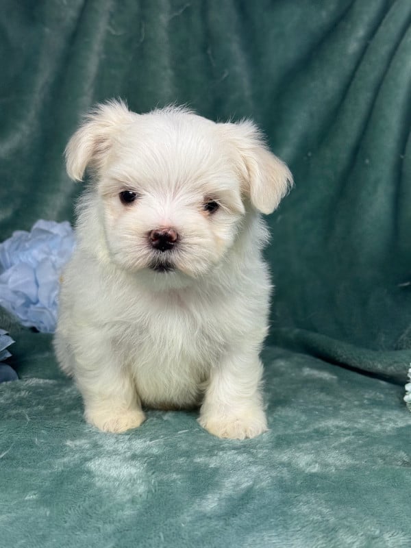Bichon maltais - of Kieu Temple