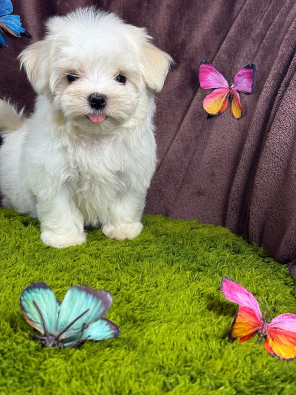 Bichon maltais - of Kieu Temple