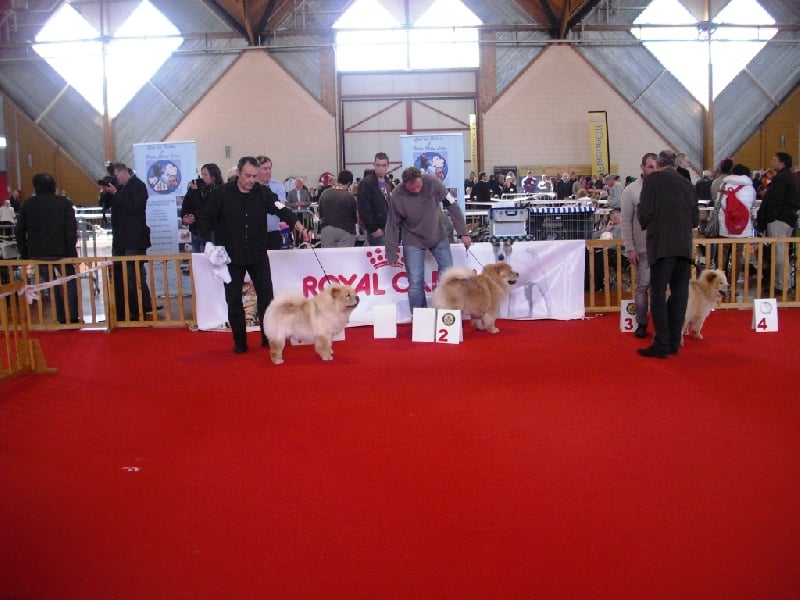 Queen mary bohemian hako - CLASSE JEUNE FEMELLES 1ER EXC MEILLEUR JEUNE