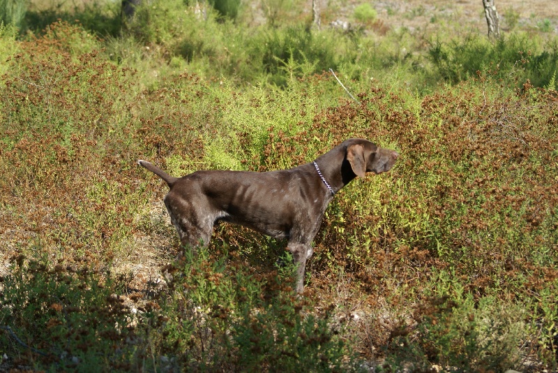 Publication : de la Diane du Drouvenant Auteur : Remy BENIER