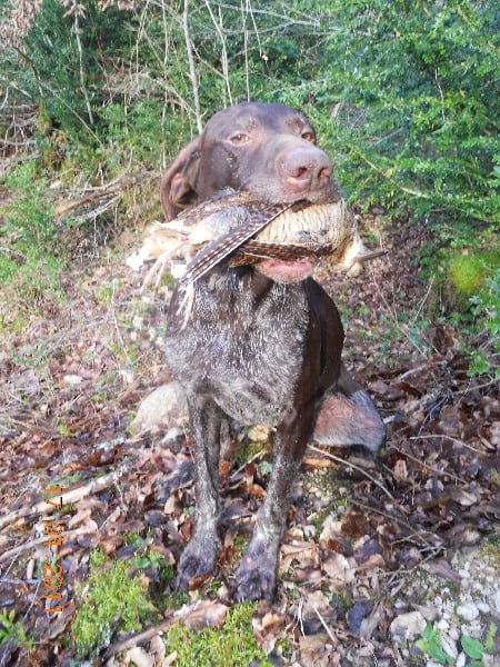 Publication : de la Diane du Drouvenant Auteur : Remy BENIER