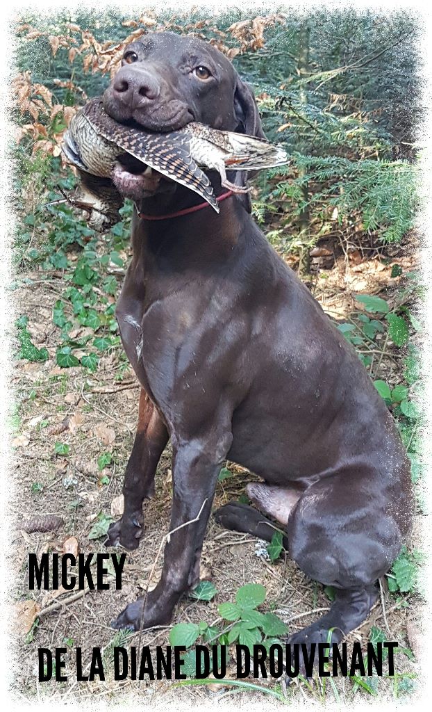 Diane La France A Poil