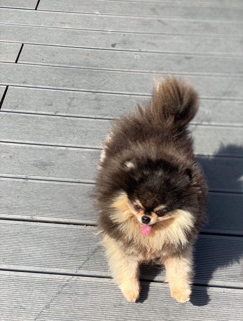 Publication : du royaume des petits Anges