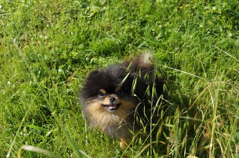 Publication : du royaume des petits Anges