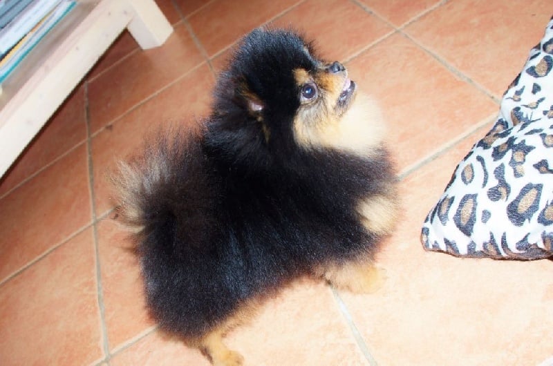 Publication : du royaume des petits Anges