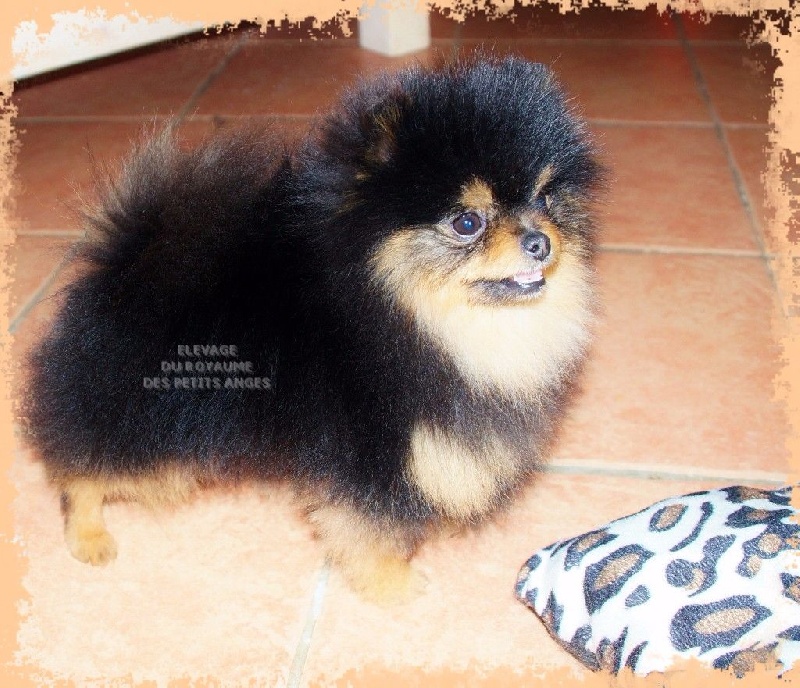 Publication : du royaume des petits Anges