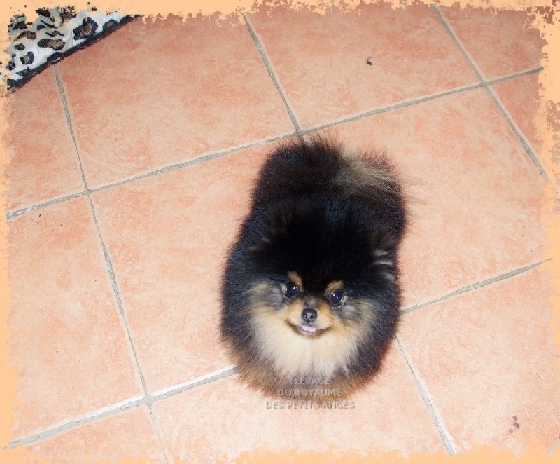 Publication : du royaume des petits Anges