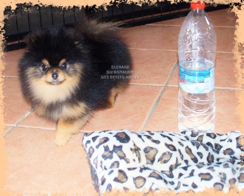 Publication : du royaume des petits Anges