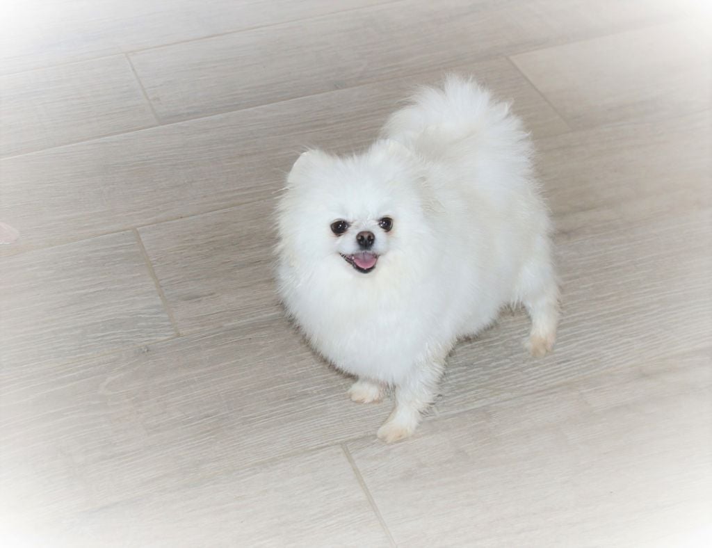 Publication : du royaume des petits Anges