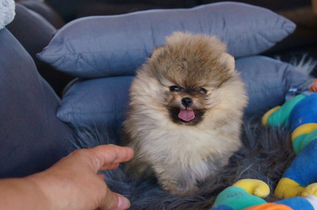 Chiot Spitz Allemand Paddys Orange Clair Femelle