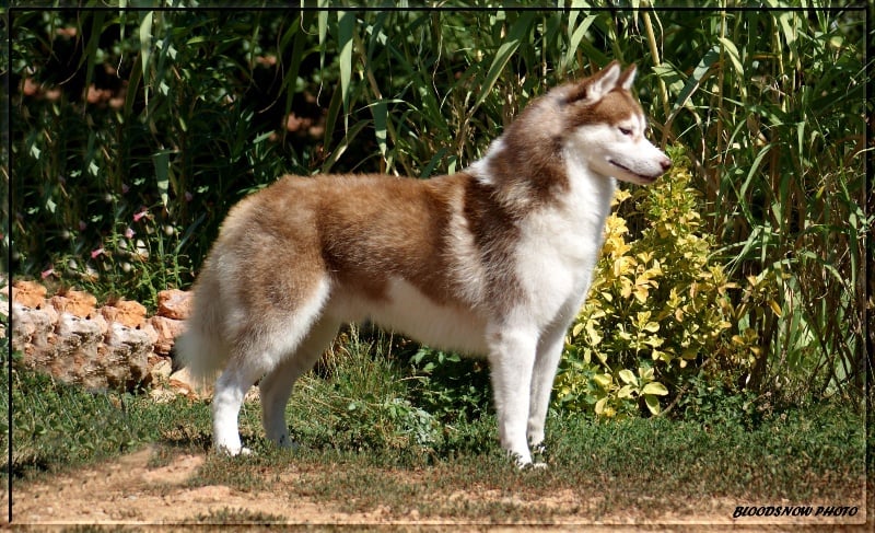 Publication : Ice Gang Auteur : scurto