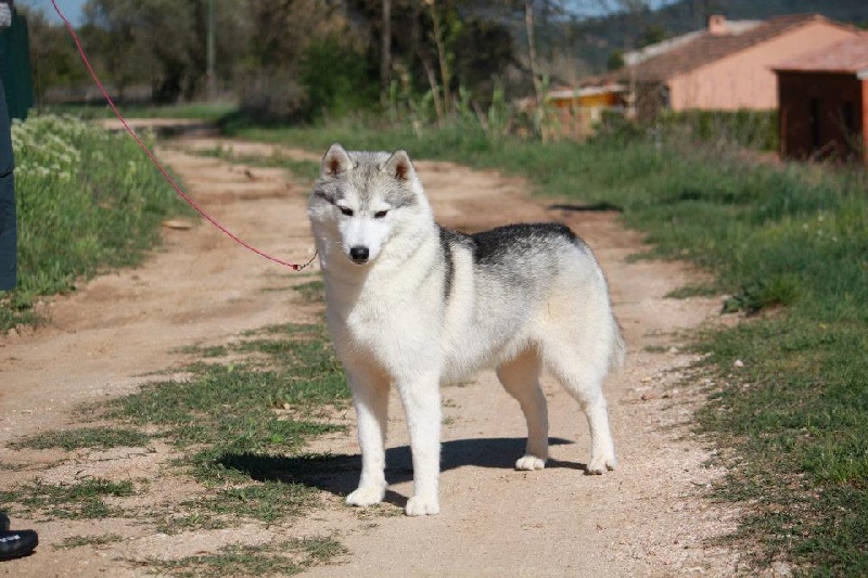 Publication : Ice Gang