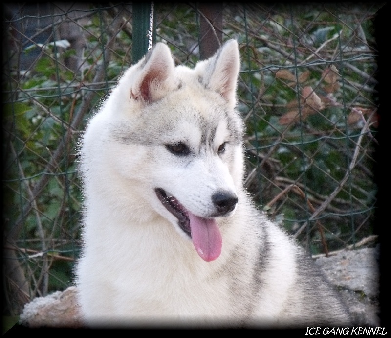 Publication : Ice Gang