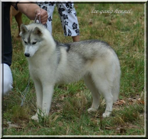 Publication : Ice Gang