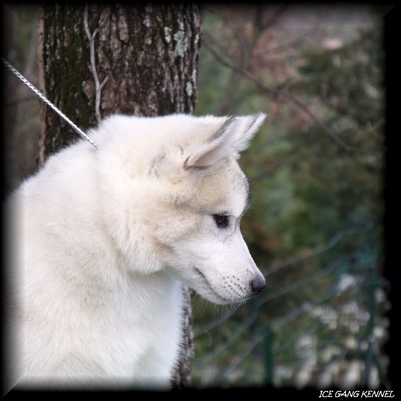 Publication : Ice Gang