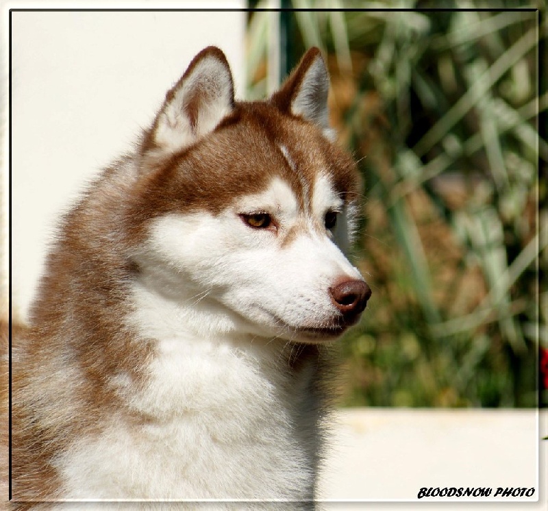 Publication : Ice Gang Auteur : scurto