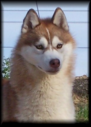 Publication : Ice Gang Auteur : scurto