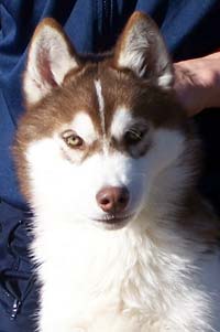 Publication : Ice Gang Auteur : scurto