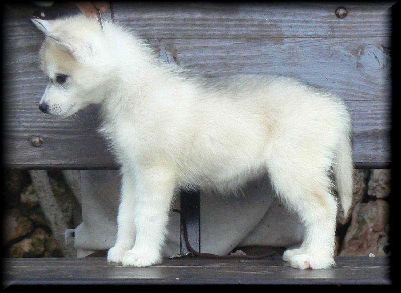 Publication : Ice Gang