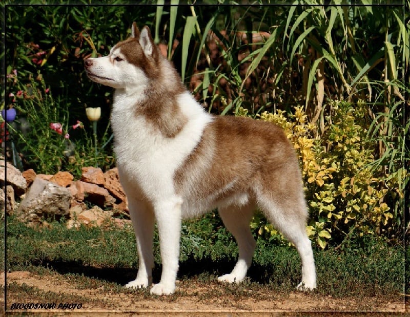 Publication : Ice Gang Auteur : scurto