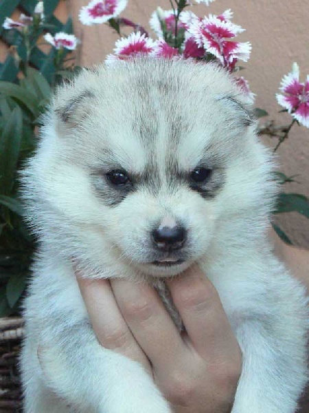 Publication : Ice Gang