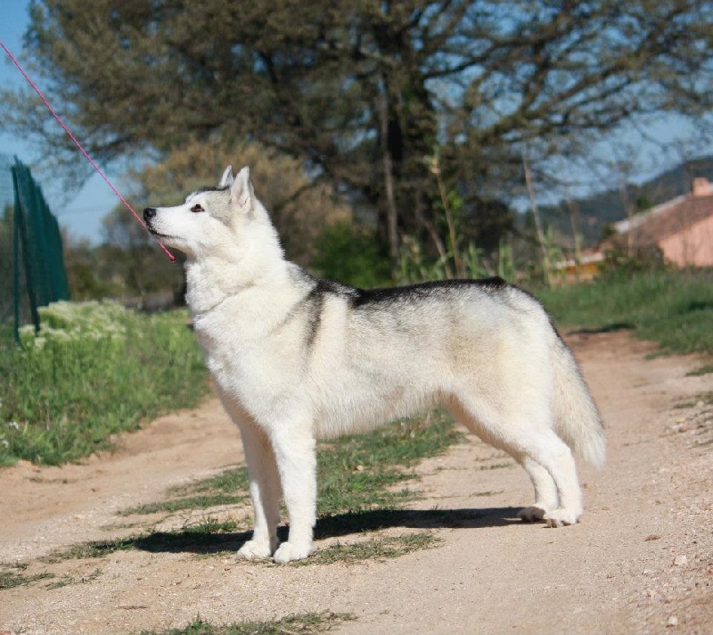 Publication : Ice Gang