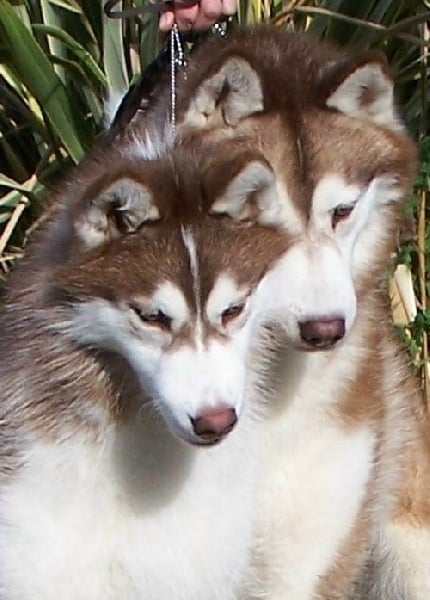 Publication : Ice Gang Auteur : scurto