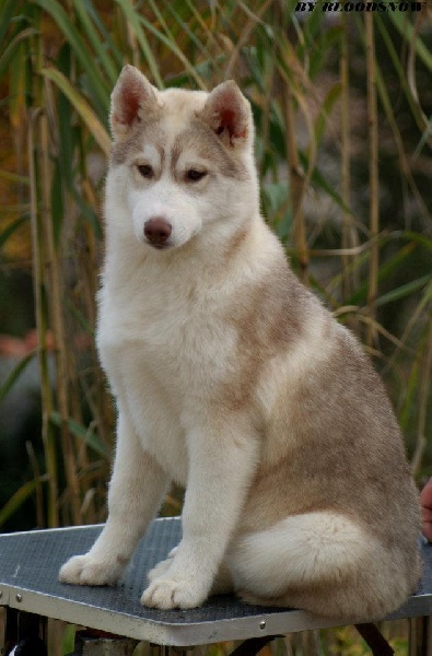 Ice Gang Golden mystery