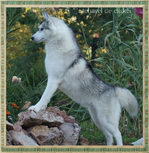 Publication : Ice Gang