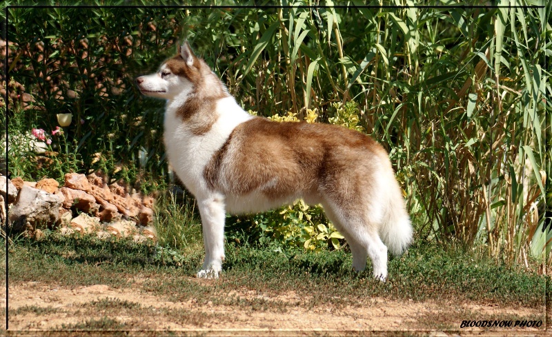 Publication : Ice Gang Auteur : scurto