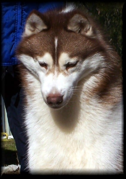 Publication : Ice Gang Auteur : scurto