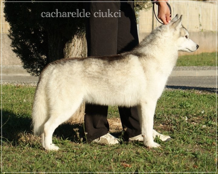 Publication : Ice Gang