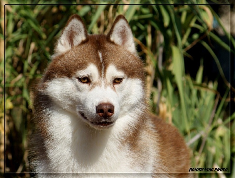 Publication : Ice Gang Auteur : scurto