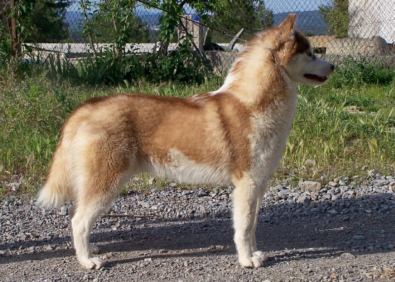 Publication : Ice Gang Auteur : scurto