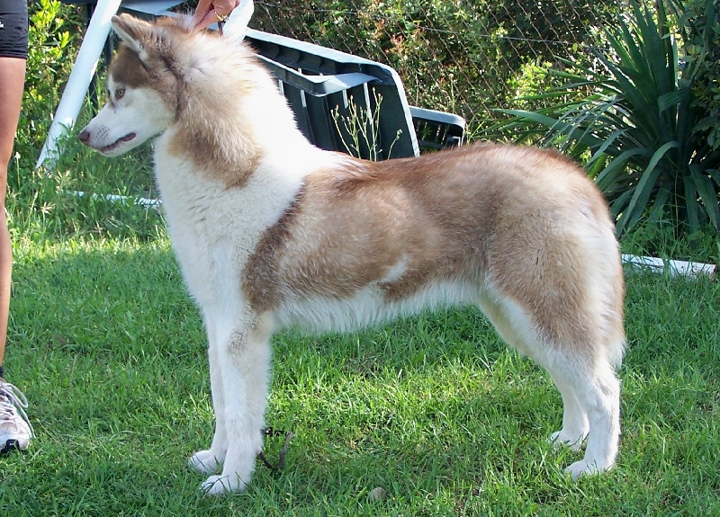 Publication : Ice Gang Auteur : scurto