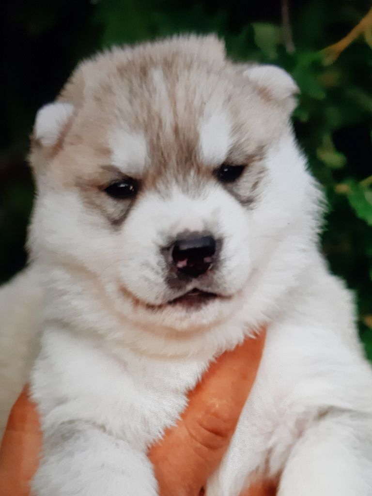CHIOT - Siberian Husky