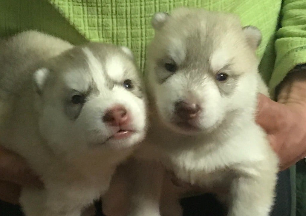 CHIOT - Siberian Husky